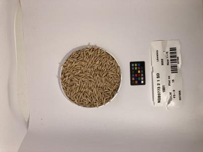 Click for 1 image(s) for this accession. SEED
